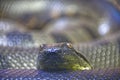 Headshot of a green anaconda looking at the camera