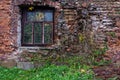 Part of the wall of an abandoned red brick house with a window. Trees grow inside. Royalty Free Stock Photo