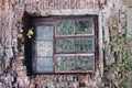 Part of the wall of an abandoned red brick house with a window. Trees grow inside. Royalty Free Stock Photo