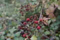 Berries without leawes, from ÃÅ¸ile, istanbul