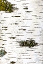 Part of white trunk of birch tree close up