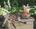 Part-wild Bengal cat Tiggy