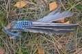 Part of the wing of a dead jay bird with colored feathers Royalty Free Stock Photo