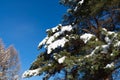 Part of a winter tree covered in snow. Blue sky as a background. Royalty Free Stock Photo