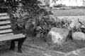 Part of a wooden bench near a flower bed with flowers and stones on a Sunny summer day in a city Park, black and white photo Royalty Free Stock Photo