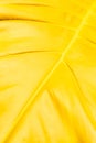 Part of yellow leaf close-up Royalty Free Stock Photo