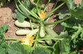 Part of the zucchini plant in a vegetable garden - leaves, stem, flower, fruit Royalty Free Stock Photo