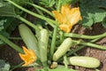 Part of the zucchini plant in a vegetable garden - leaves, stem, flower, fruit Royalty Free Stock Photo