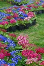 Parterre of cineraria flowers Royalty Free Stock Photo