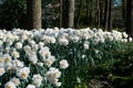 Parterre of White Daffodils in Keukenhof