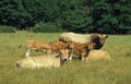 Parthenaise Cattle, a French Breed, Herd with Bull, Cows and Calf