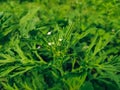 Parthenium is a genus of North American shrubs in the sunflower tribe within the daisy family and subfamily Asteroideae