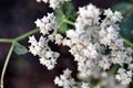 Parthenium integrifolium_wild quinine flower Royalty Free Stock Photo