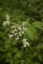 Parthenium intergrifolium flowers are starting to bloom Royalty Free Stock Photo