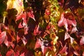 Parthenocissus. Bright red leaves of maiden grapes. Bright colors of autumn, close-up Royalty Free Stock Photo