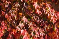 Parthenocissus. Bright red leaves of maiden grapes. Bright colors of autumn, close-up Royalty Free Stock Photo