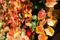 Parthenocissus. Bright red leaves of maiden grapes. Bright colors of autumn, close-up Royalty Free Stock Photo