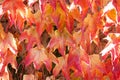 Parthenocissus. Bright red leaves of maiden grapes. Bright colors of autumn, close-up Royalty Free Stock Photo