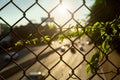 Parthenocissus grows on a grid above the highway. Royalty Free Stock Photo