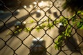 Parthenocissus grows on a grid above the highway. Royalty Free Stock Photo