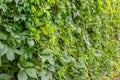 Parthenocissus inserta is a tree liana of the genus Maiden grape green foliage, a family of grapes. Greening the fence with