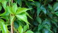 Parthenocissus kinguefolia. green leaf of a five-leaf maidenÃ¢â¬â¢s grape