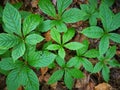 Parthenocissus laetevirens