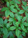 Parthenocissus laetevirens