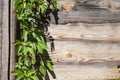 Parthenocissus quinquefolia, known as Virginia creeper, Victoria creeper, five-leaved ivy, or five-finger, climbing on wooden Royalty Free Stock Photo