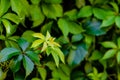 Parthenocissus quinquefolia, known as Virginia creeper, Victoria creeper, five-leaved ivy, or five-finger, is a species of Royalty Free Stock Photo