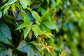 Parthenocissus quinquefolia, known as Virginia creeper, Victoria creeper, five-leaved ivy, or five-finger, is a species of Royalty Free Stock Photo