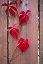 Parthenocissus quinquefolia, known as Virginia creeper, Victoria creeper, five-leaved ivy. Red foliage background red Royalty Free Stock Photo