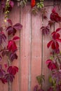 Parthenocissus quinquefolia, known as Virginia creeper, Victoria creeper, five-leaved ivy. Red foliage background red Royalty Free Stock Photo