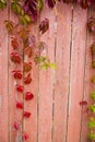 Parthenocissus quinquefolia, known as Virginia creeper, Victoria creeper, five-leaved ivy. Red foliage background red Royalty Free Stock Photo