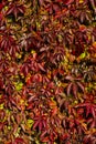 Parthenocissus quinquefolia, known as Virginia creeper, Victoria creeper, five-leaved ivy. Red foliage background red Royalty Free Stock Photo