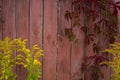 Parthenocissus quinquefolia, known as Virginia creeper, Victoria creeper, five-leaved ivy. Red foliage background red Royalty Free Stock Photo