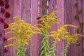 Parthenocissus quinquefolia, known as Virginia creeper, Victoria creeper, five-leaved ivy. Red foliage background red Royalty Free Stock Photo