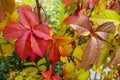 Parthenocissus quinquefolia, known as Virginia creeper, Victoria creeper, five-leaved ivy. Red foliage background red Royalty Free Stock Photo