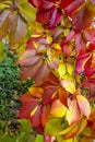 Parthenocissus quinquefolia, known as Virginia creeper, Victoria creeper, five-leaved ivy. Red foliage background red Royalty Free Stock Photo