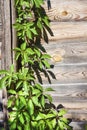 Parthenocissus quinquefolia, known as Virginia creeper, Victoria creeper, five-leaved ivy, or five-finger, climbing on wooden Royalty Free Stock Photo