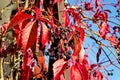 Virginia creeper, victoria creeper, five-leaved ivy, parthenocissus quinquefolia in autumn Royalty Free Stock Photo