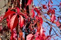 Virginia creeper, victoria creeper, five-leaved ivy, parthenocissus quinquefolia in autumn Royalty Free Stock Photo