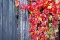 Parthenocissus quinquefolia, known as Virginia creeper, Victoria creeper, five-leaved ivy. Red foliage background gray old wooden Royalty Free Stock Photo