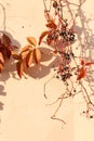 Parthenocissus quinquefolia known as Virginia Victoria creeper, five-leaved ivy or five-finger. Red leaves, black berries on Royalty Free Stock Photo