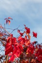 Parthenocissus quinquefolia known as Virginia Victoria creeper, five-leaved ivy or five-finger. Red leaves on blue sky background Royalty Free Stock Photo