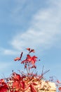 Parthenocissus quinquefolia known as Virginia Victoria creeper, five-leaved ivy or five-finger. Red leaves on blue sky background Royalty Free Stock Photo