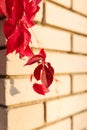 Parthenocissus quinquefolia known as Virginia Victoria creeper, five-leaved ivy or five-finger. Red leaves on brickwall background Royalty Free Stock Photo