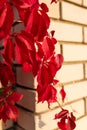 Parthenocissus quinquefolia known as Virginia Victoria creeper, five-leaved ivy or five-finger. Red leaves on brickwall background Royalty Free Stock Photo