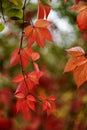 Parthenocissus quinquefolia leafs Royalty Free Stock Photo