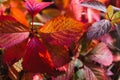 Parthenocissus quinquefolia, Victoria creeper, five-leaved ivy, or five-finger. Autumn mood, floral background. Plants that Royalty Free Stock Photo